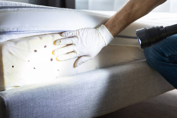 Wasp Removal Services in Oakley, KS